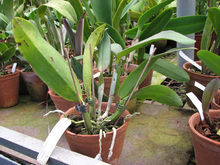 Фото орхидеи Cattleya (walkeriana 'coerulea' x Cattleya schilleriana 'coerulea') x Cattleya walkeriana x Laeliocattleya Dincoruna 'coerulea'