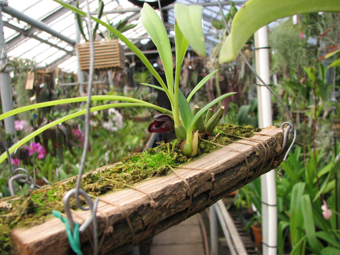 Черная орхидея Maxillaria schunckeana