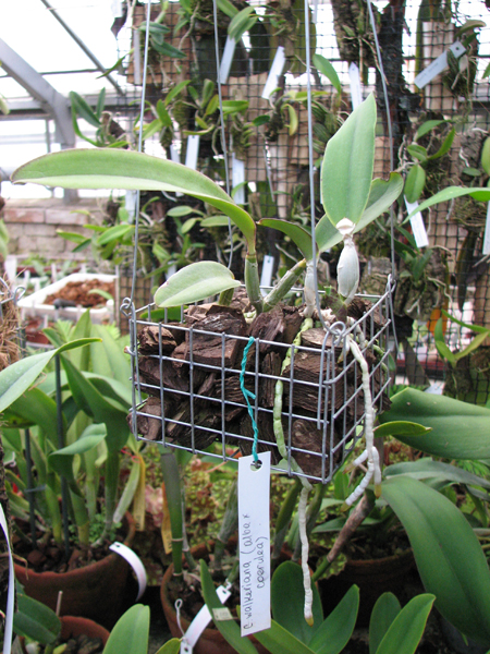 Фото орхидеи Cattleya walkeriana alba x coerulea