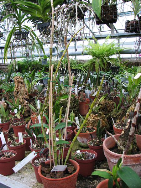 Фото орхидеи Dendrobium smillieae