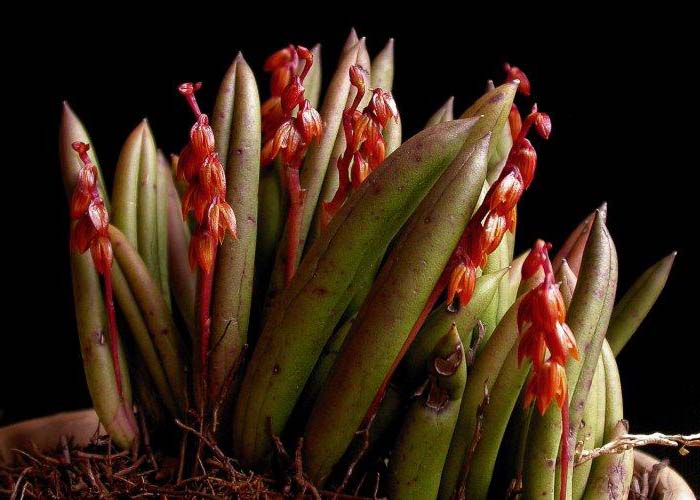 Как цветет орхидея Pleurothallis teres