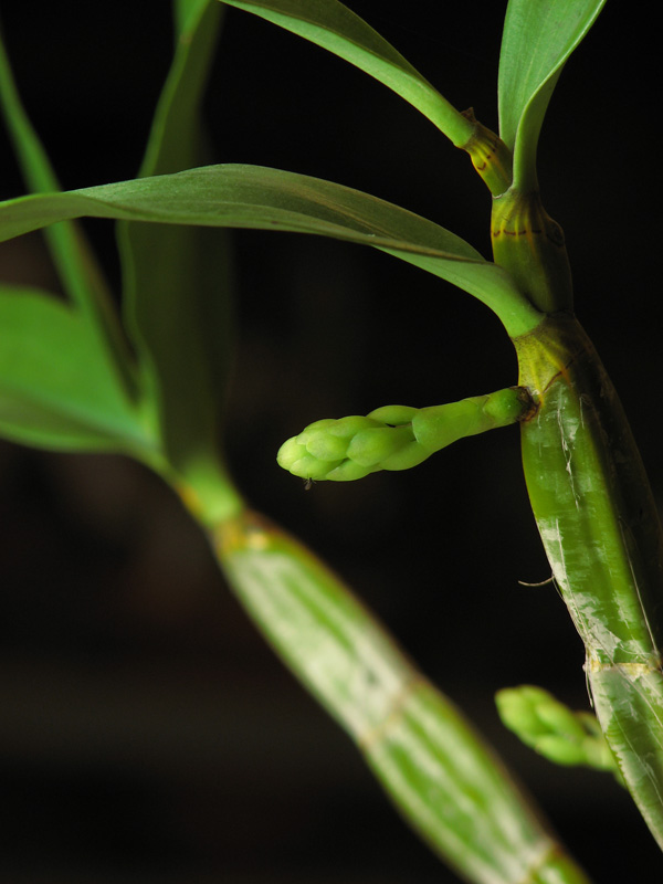 Природный вид. Фото орхидеи Dendrobium farmeri с цветоносами