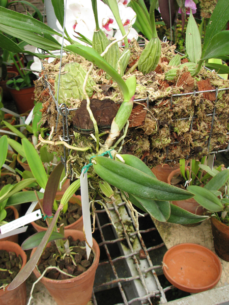 Фото орхидеи Laelia alaori suave 'Binot' x Cattleya luteola 'Big Star'