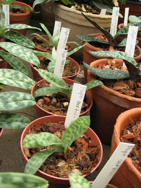 Фото орхидеи Paphiopedilum curtisii
