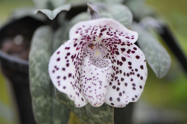 Как цветет орхидея Paphiopedilum bellatulum