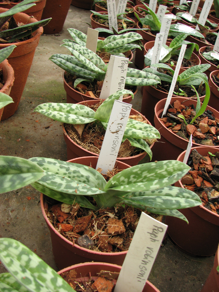 Фото орхидеи Paphiopedilum robinsonii