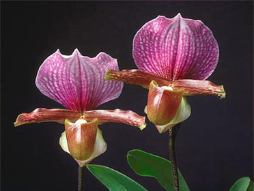 Как цветет орхидея Paphiopedilum charlesworthii