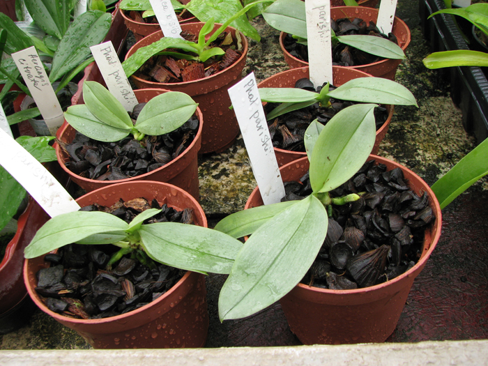 Фото орхидеи Phalaenopsis parishii