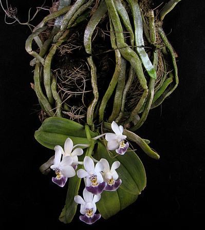 Как цветет орхидея Phalaenopsis parishii