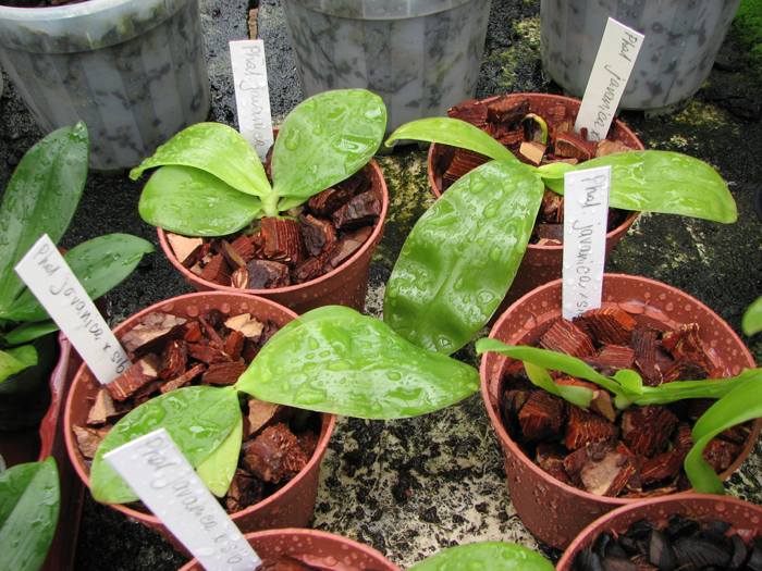 Фото орхидеи Phalaenopsis javanica x sib