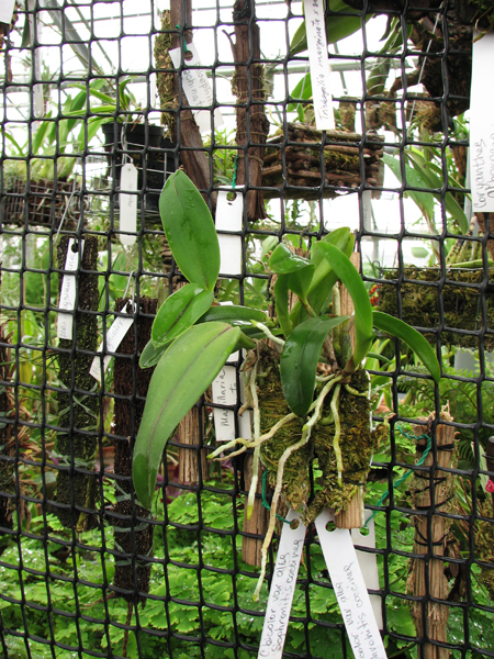 Фото орхидеи Cattleya bicolor var. alba x Sophronitis coccinea