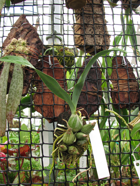 Фото орхидеи Euchile mariae