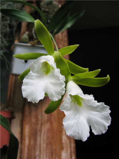 Как цветет орхидея Euchile mariae