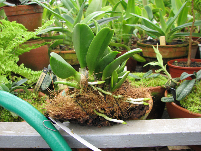 Фото орхидеи Laelia sincorana var. caerulea