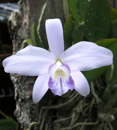 Как цветет орхидея Laelia sincorana var. caerulea
