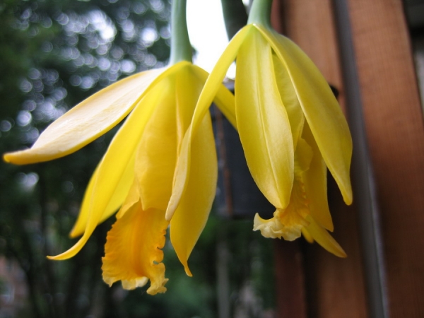 Как цветет орхидея Euchile citrina