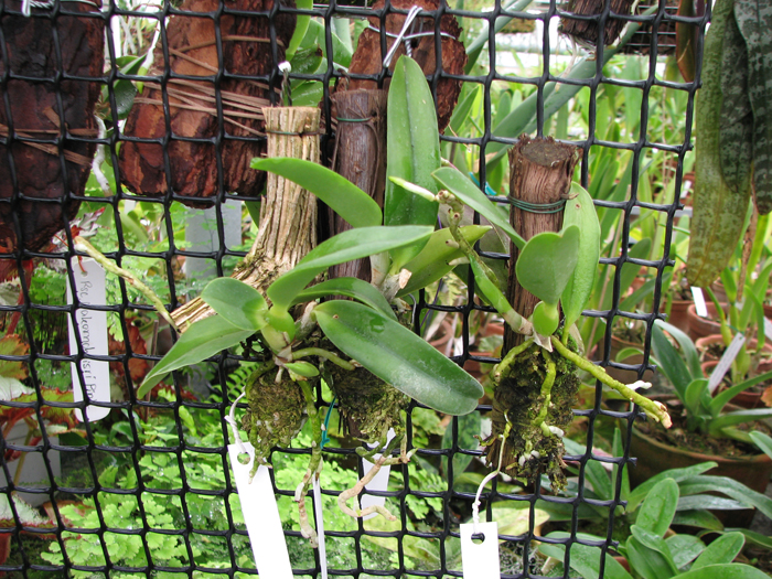 Фото орхидеи Laelia jongheana