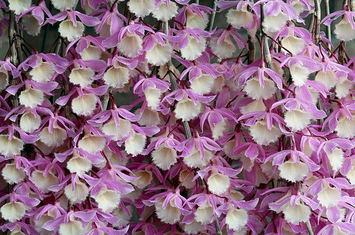 Как цветет орхидея Dendrobium pierardii