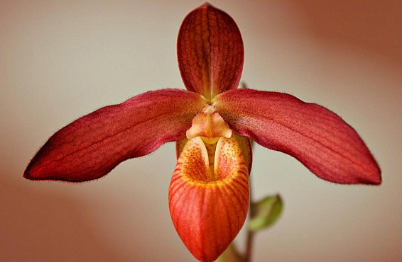 Как цветет орхидея Phragmipedium Memoria Dick Clements