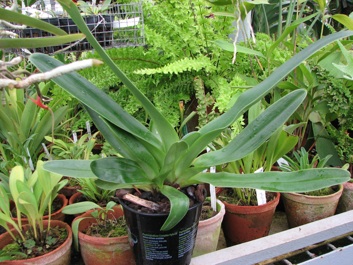 Фото орхидеи Paphiopedilum Lippewunder hybrid
