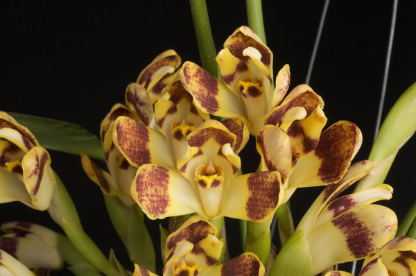 Как цветет орхидея Maxillaria perryae