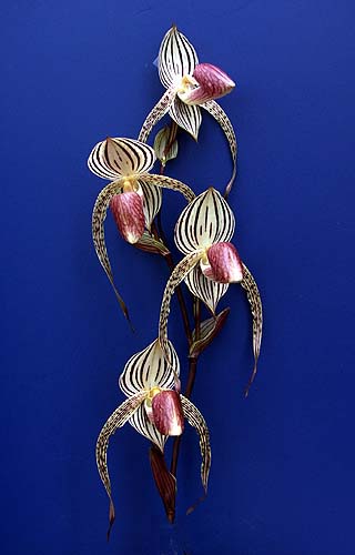 Как цветет орхидея Орхидея Paphiopedilum stonei × rothschildianum = Paphiopedilum Lady Isabel