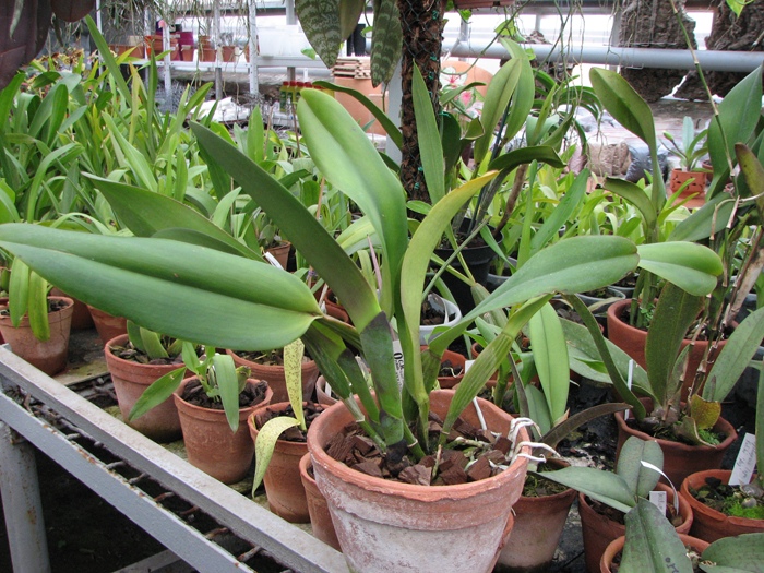 Фото орхидеи Brassolaeliocattleya Sanyung Ruby 'Kuang Lung'