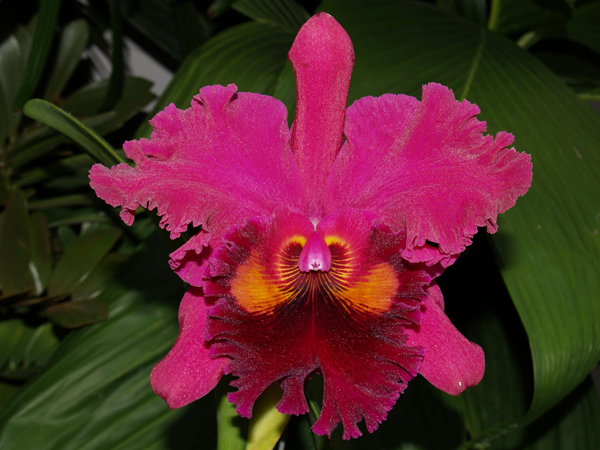 Как цветет орхидея Brassolaeliocattleya Sanyung Ruby 'Kuang Lung'