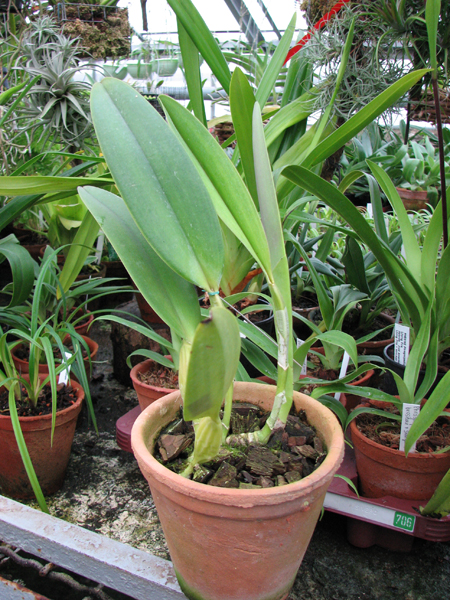 Фото орхидеи Cattleya trianae 'Fine Variety' (98-8) x Cattleya trianae orlata rosea 'AWZ'