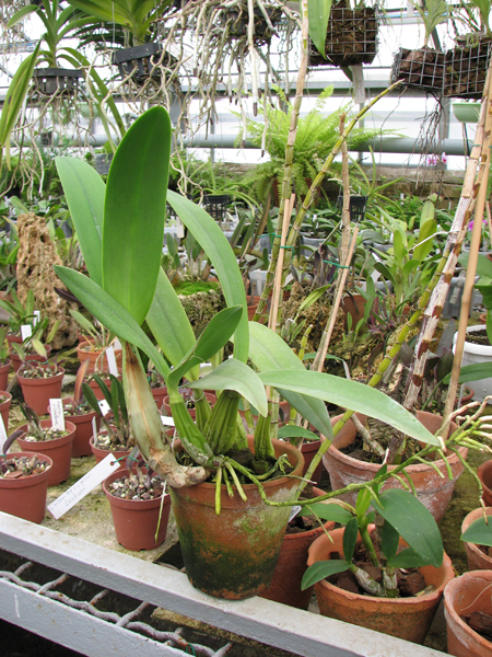 Фото орхидеи Laelia superbiens