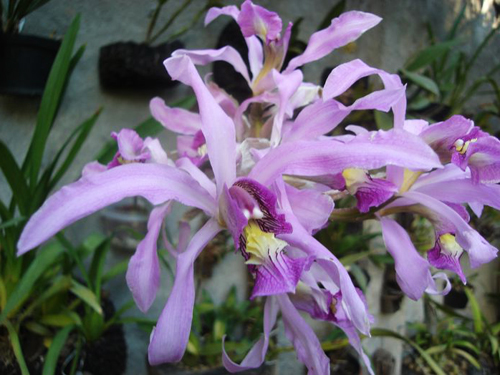 Как цветет орхидея Laelia superbiens