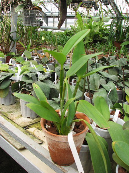 Фото орхидеи Laeliocattleya Fonte da Saudade