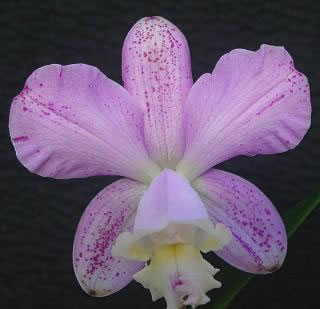 Как цветет орхидея Laeliocattleya Fonte da Saudade