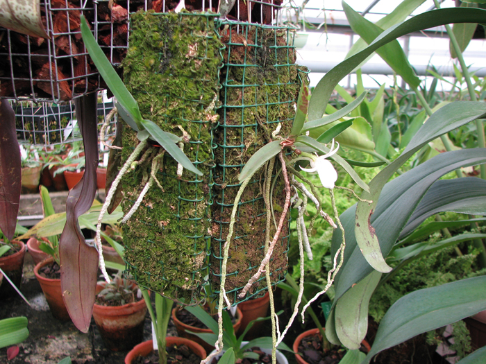 Фото орхидеи Angraecum rutenbergianum