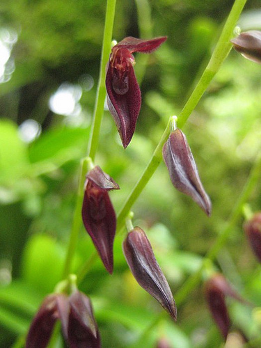 Как цветет орхидея Pleurothallis stellis