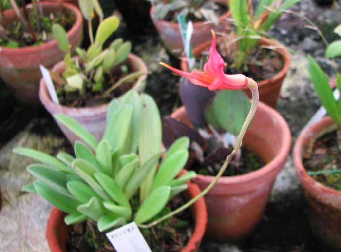 Фото орхидеи Masdevallia venusta