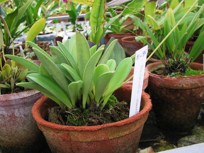 Миниатюрная орхидея Masdevallia venusta