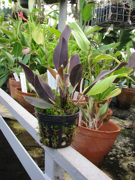 Фото орхидеи Restrepia elegans