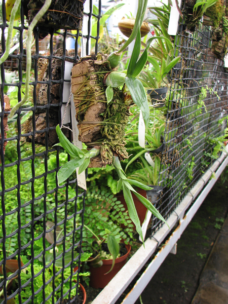 Фото орхидеи Lycaste dyeriana