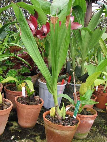 Фото орхидеи Ida locusta