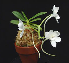 Как цветет орхидея Amesiella monticola