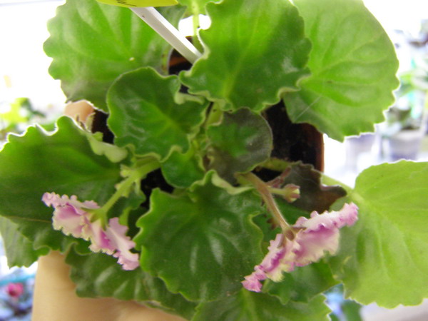 PB032675.jpg