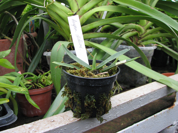 Фото орхидеи Angraecum didieri