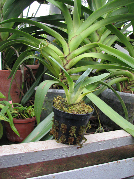 Фото орхидея Angraecum magdalenae