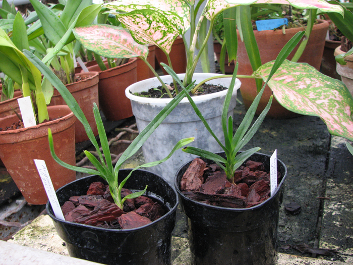 Фото орхидеи Angraecum viguierii