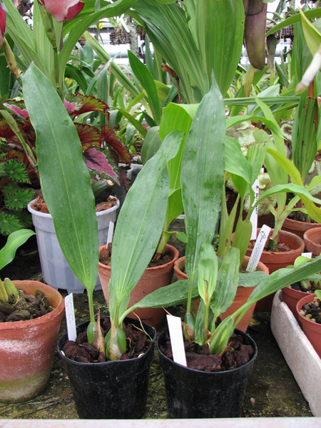 Фото орхидеи Coelogyne speciosa