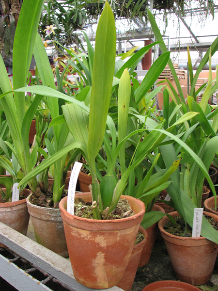 Фото орхидеи Oncidium Namboh Waltz ‘Boso Sweet’ с цветоносом
