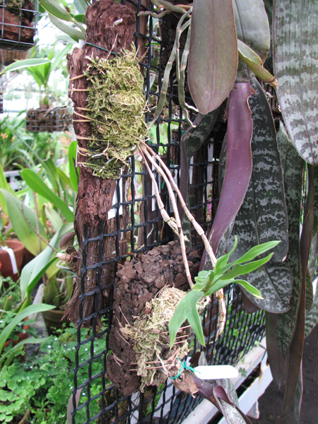 Фото орхидеи Dendrobium victoriae reginae