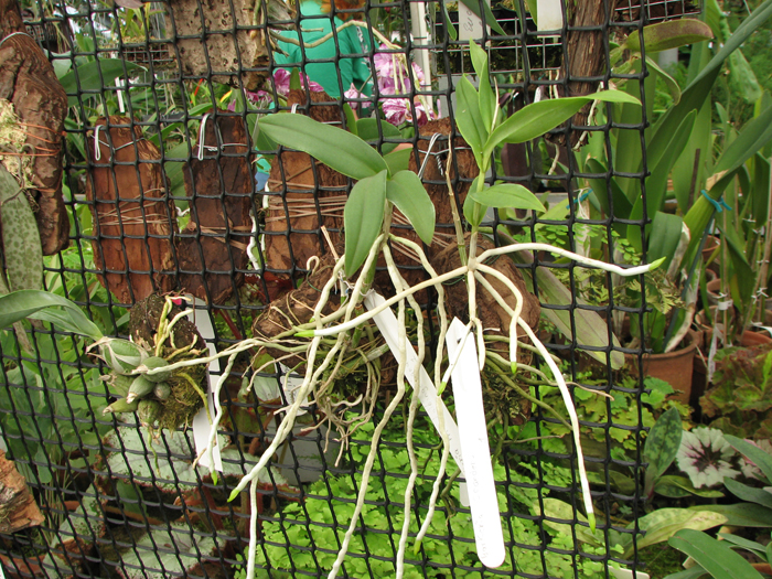 Фото орхидеи Barkeria