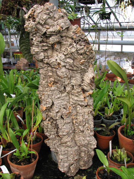 Пробковые блоки для орхидей.jpg